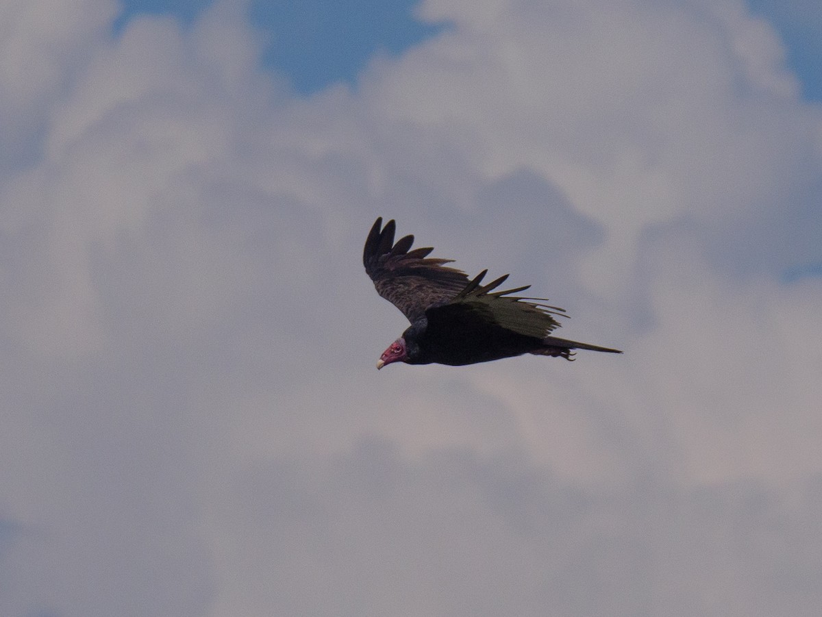 Turkey Vulture - ML646560407