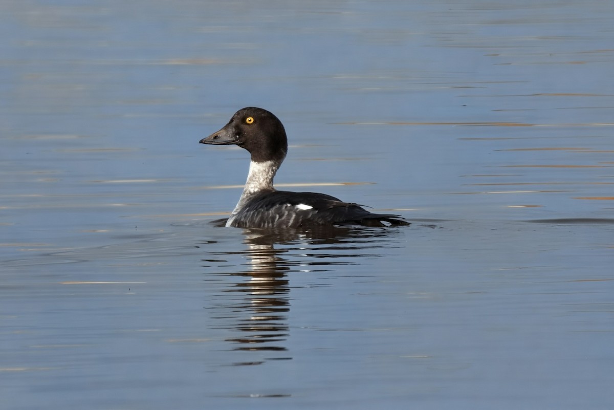 Common Goldeneye - ML646560409