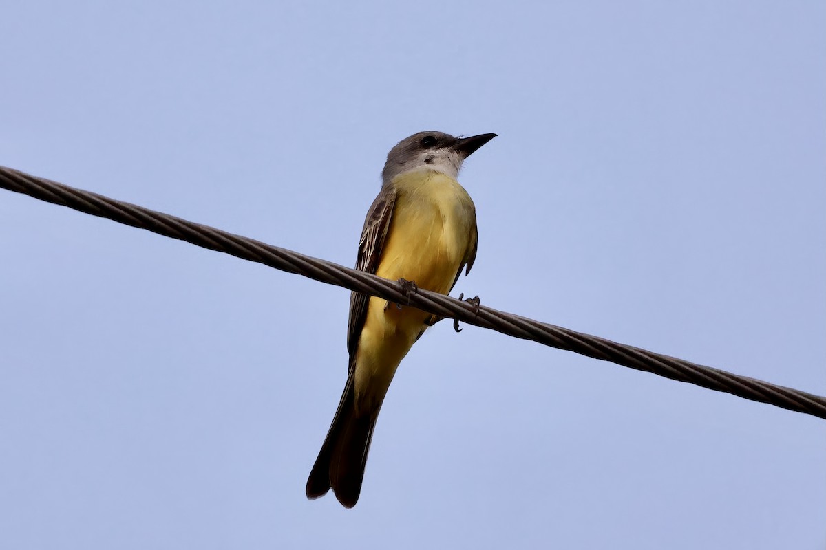 Tropical Kingbird - ML646560410