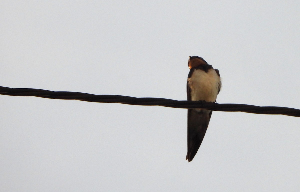 Barn Swallow - ML646560411