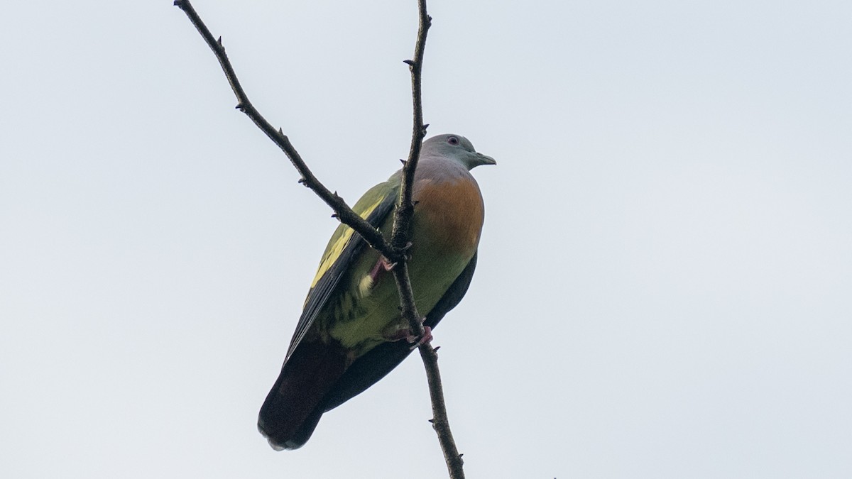 Pink-necked Green-Pigeon - ML646560413