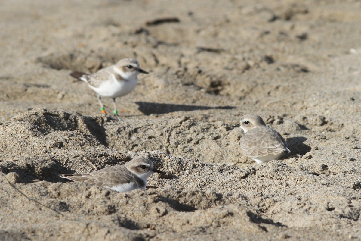 Snowy Plover - ML646560415