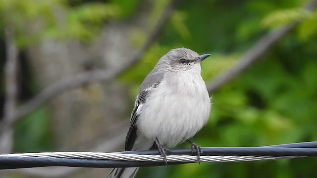 Northern Mockingbird - ML646560416