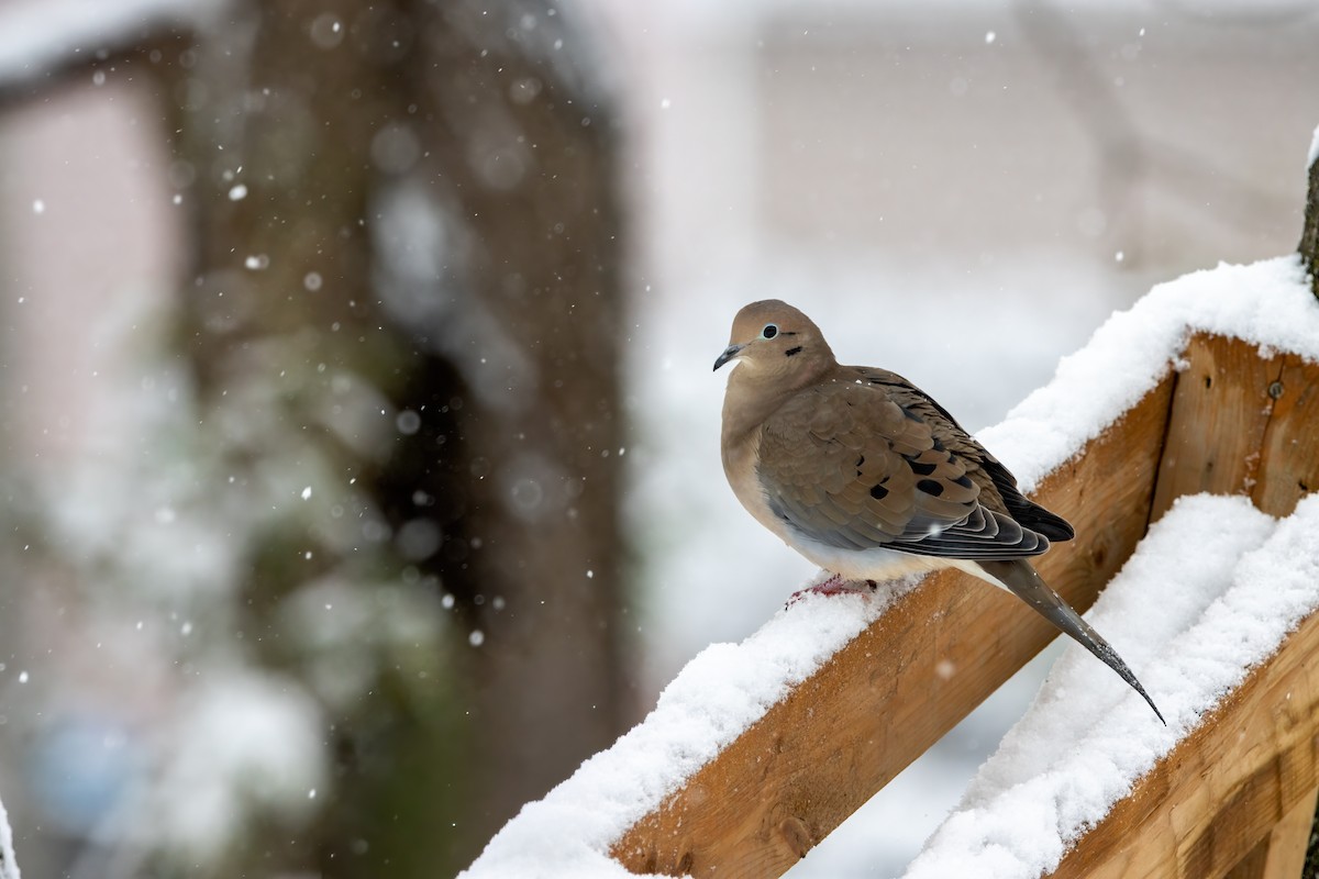 hrdlička karolínská - ML646560417