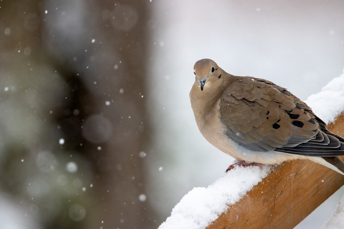 hrdlička karolínská - ML646560418