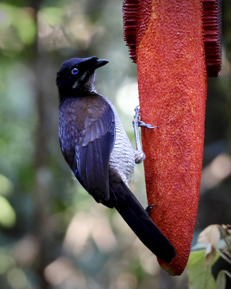 Western Parotia - ML646560419