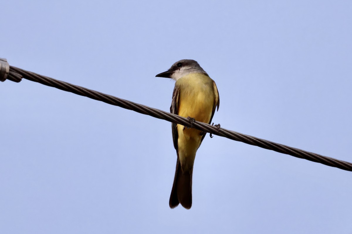 Tropical Kingbird - ML646560421