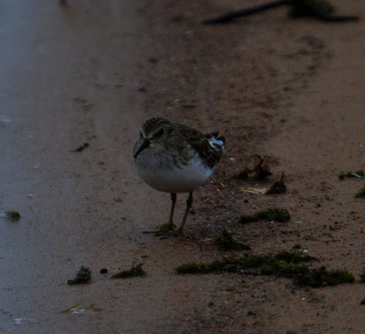Least Sandpiper - ML646560423