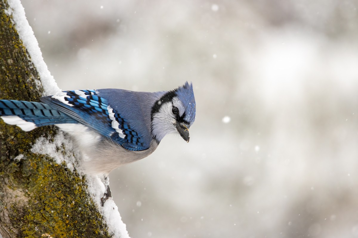 Blue Jay - ML646560424
