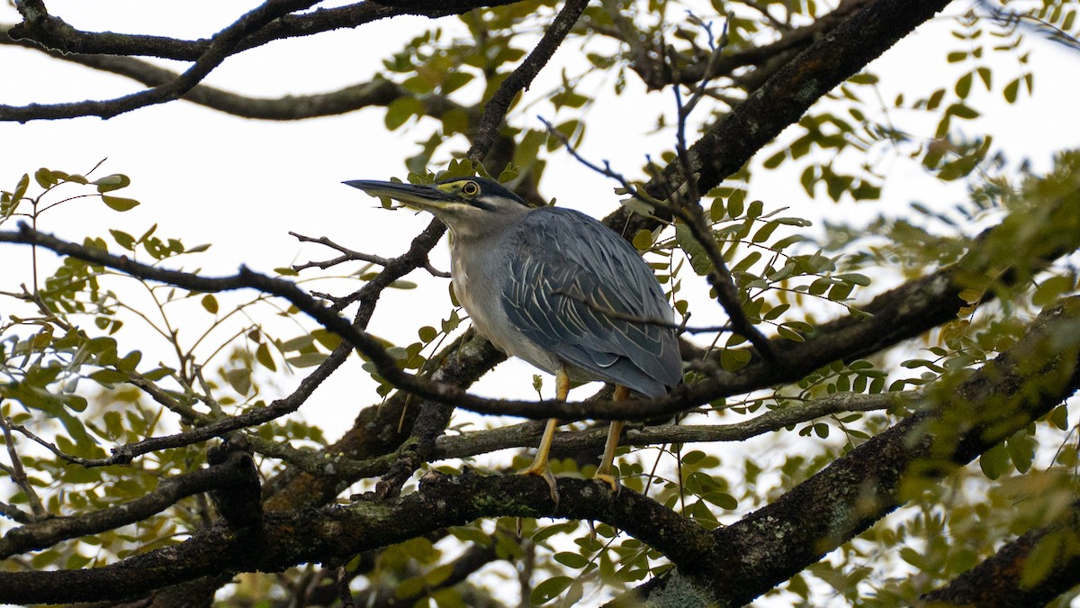 Little Heron - ML646560425