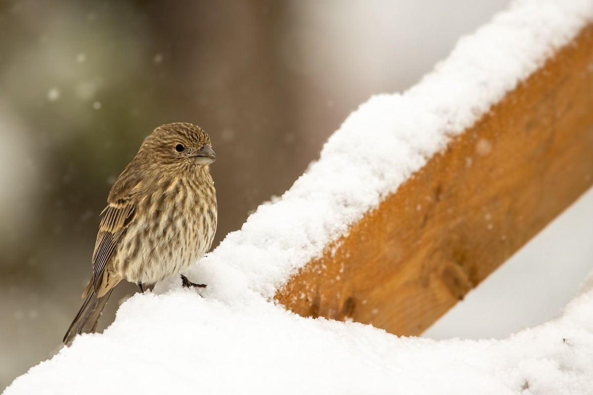 hýl rudoprsý [skupina mexicanus] - ML646560427