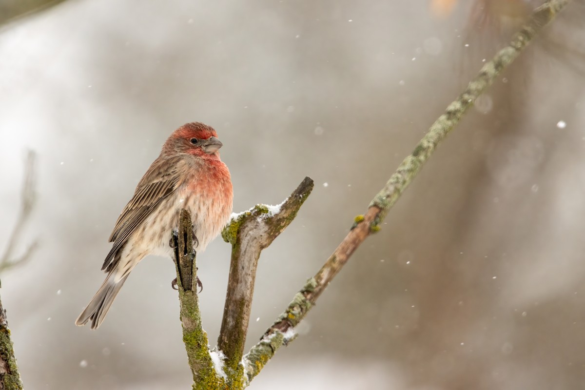 hýl rudoprsý [skupina mexicanus] - ML646560428