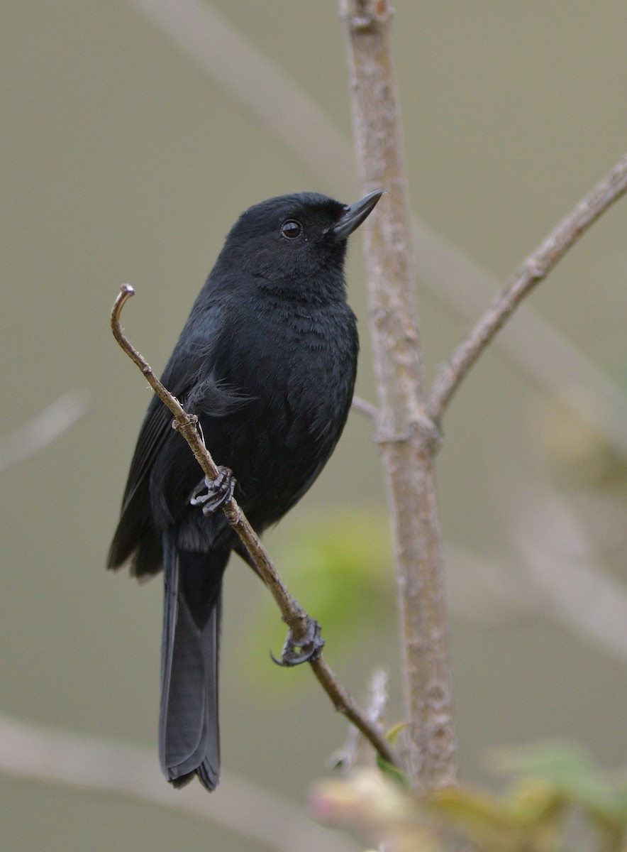 Black Flowerpiercer - ML646560429