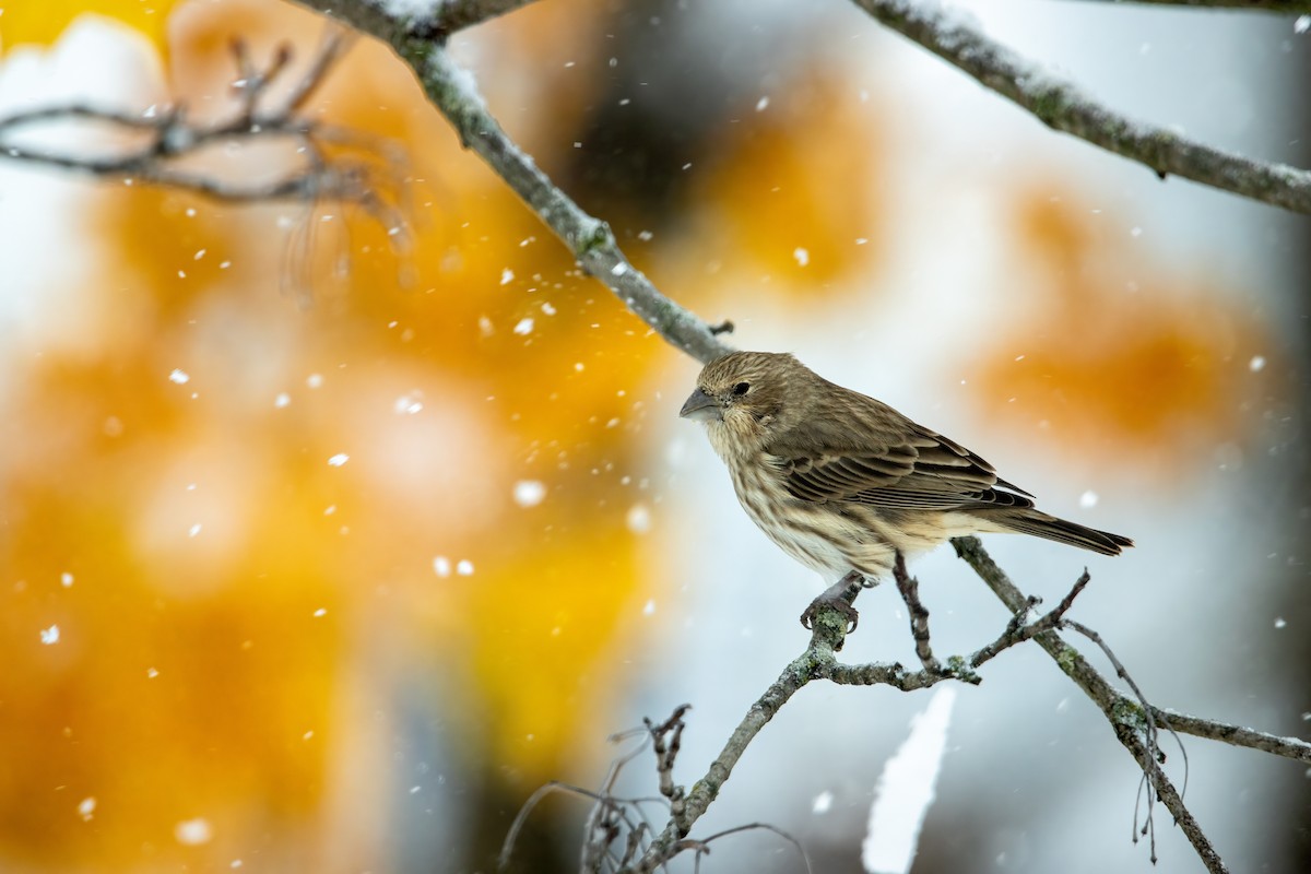 hýl rudoprsý [skupina mexicanus] - ML646560430