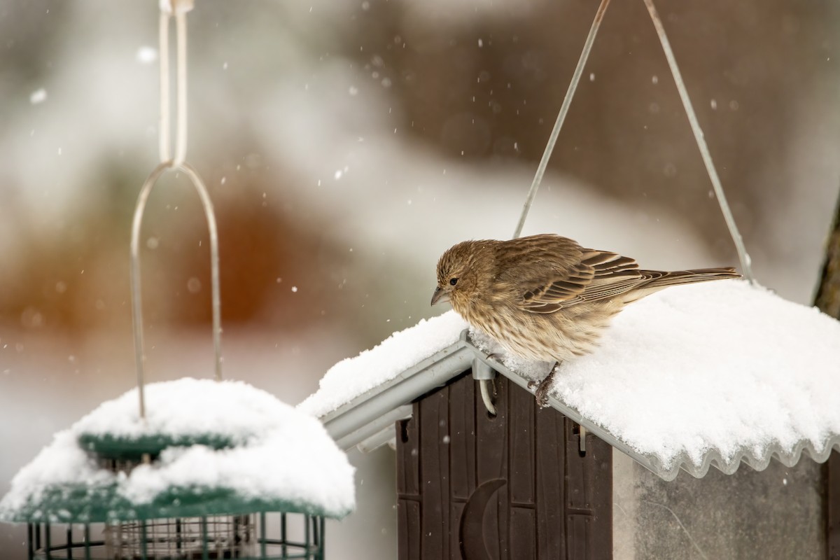 hýl rudoprsý [skupina mexicanus] - ML646560431