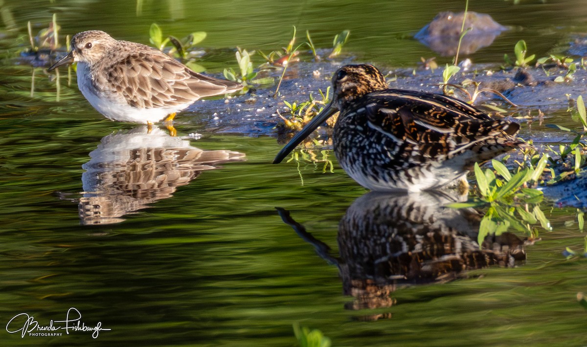 Wilson's Snipe - ML646560432