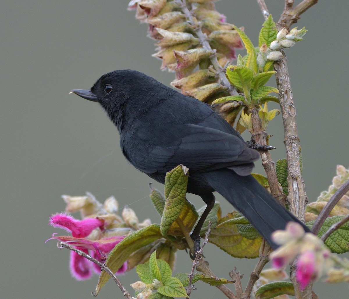Black Flowerpiercer - ML646560436