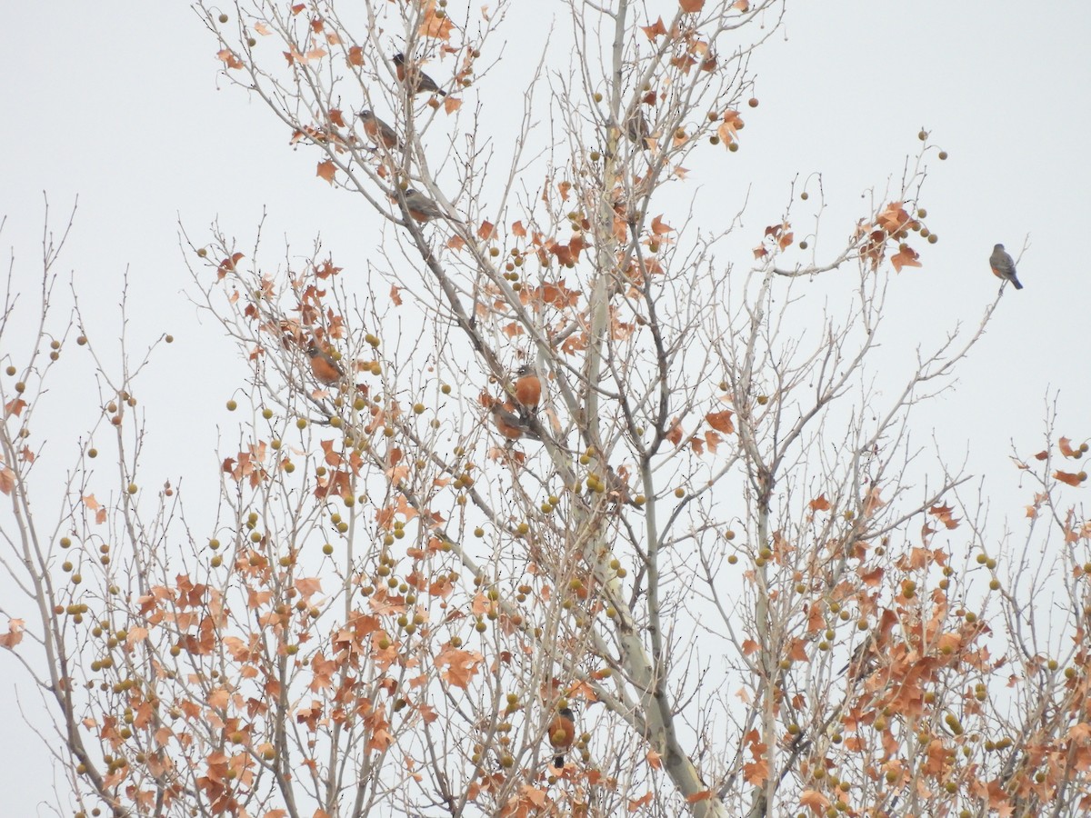 Wanderdrossel - ML646560440