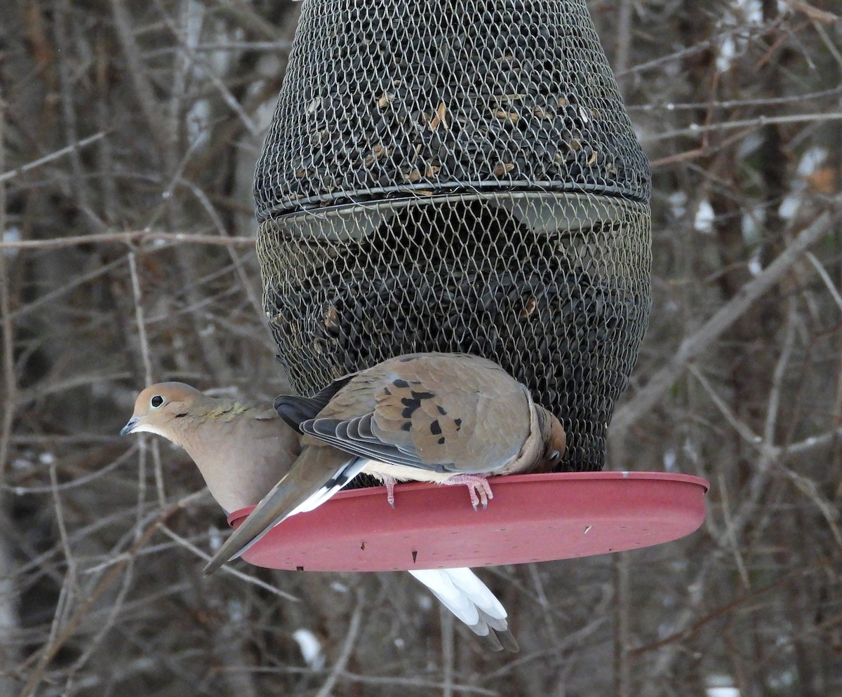 Zenaida Huilota - ML646560441