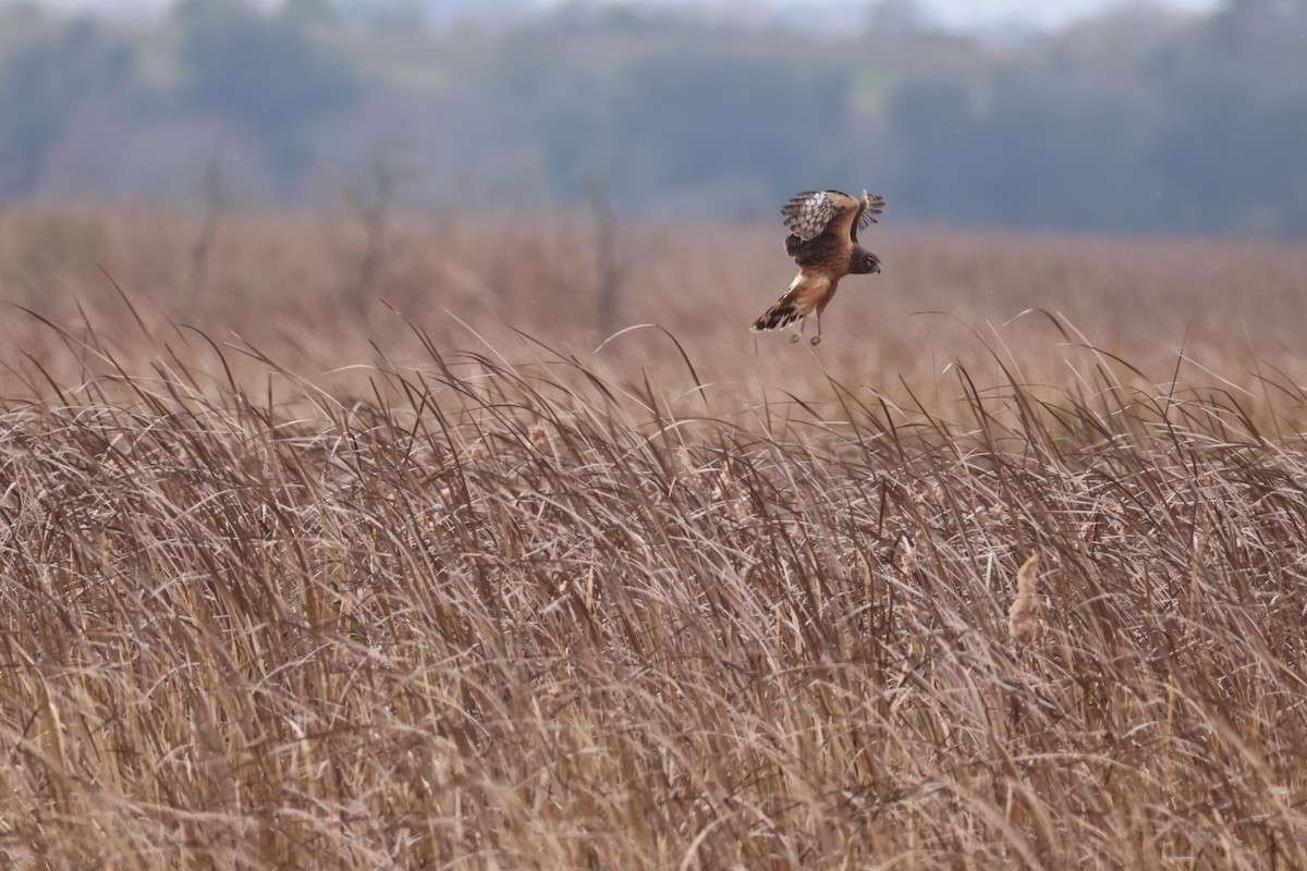 Northern Harrier - ML646560444