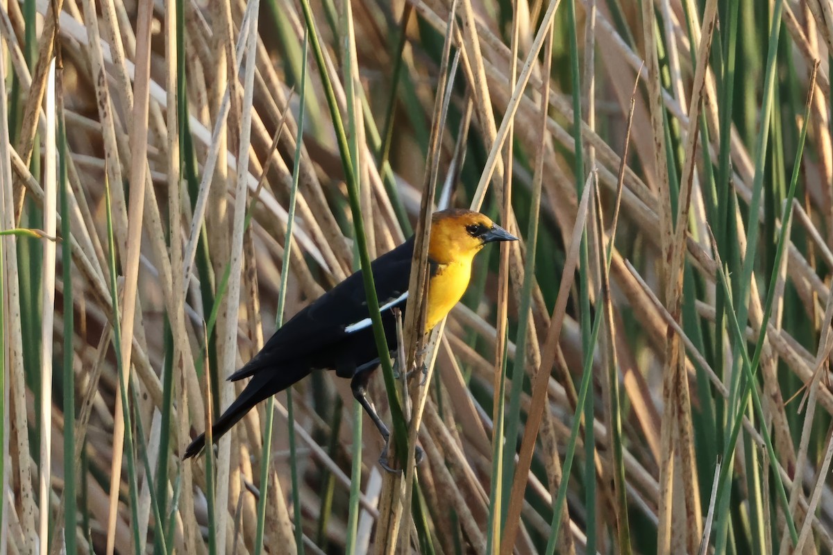 Yellow-headed Blackbird - ML646560446