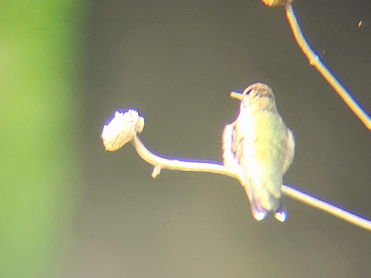 Colibri à gorge rubis - ML646560447