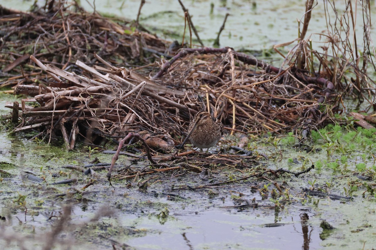 Wilson's Snipe - ML646560448