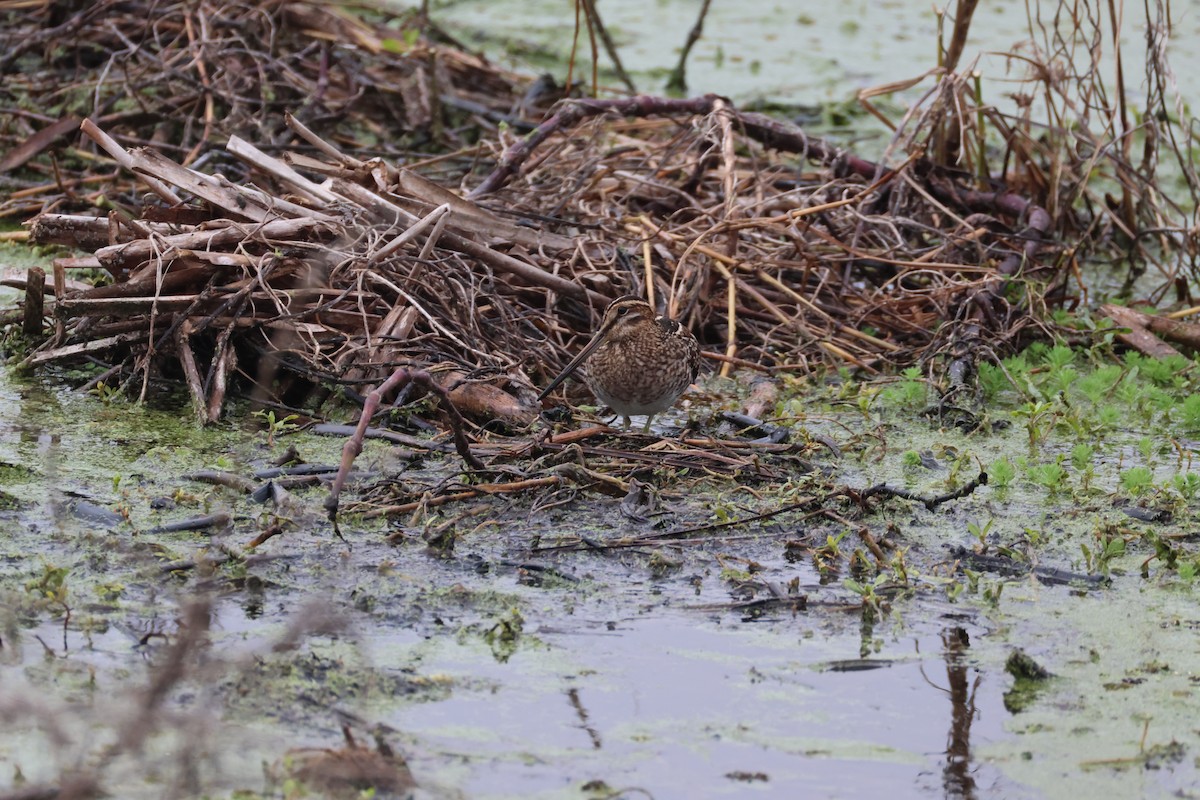 Wilson's Snipe - ML646560449