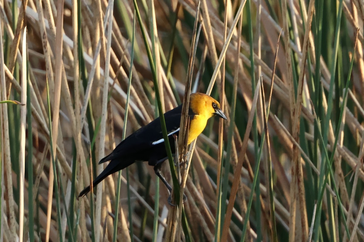 Yellow-headed Blackbird - ML646560453