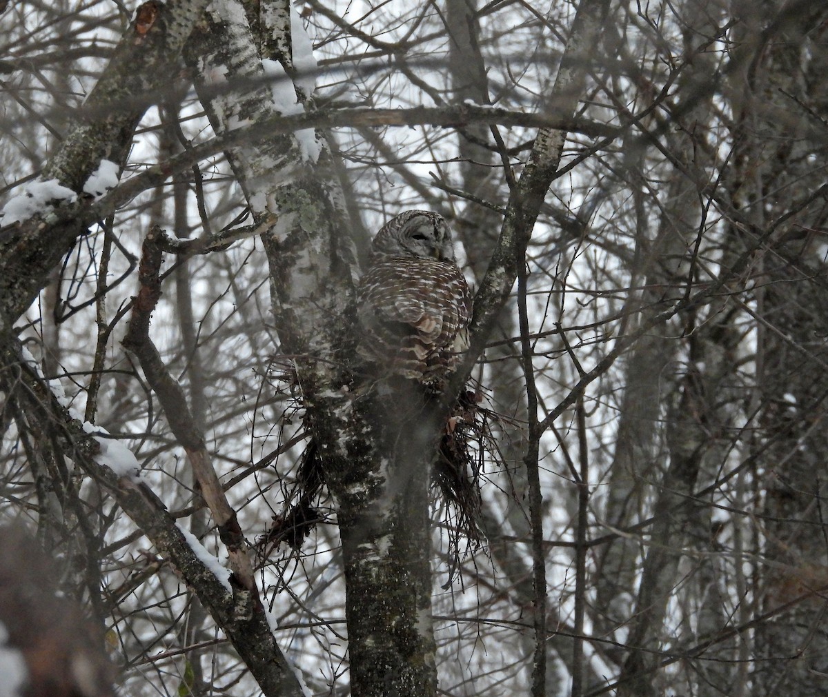 Cárabo Norteamericano - ML646560454