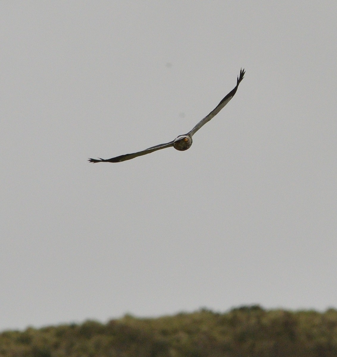 čimango andský - ML646560455