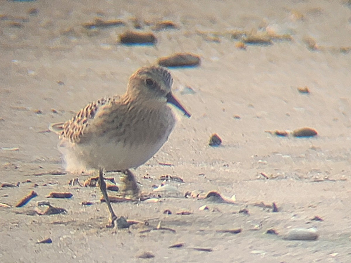 Baird's Sandpiper - ML646560457