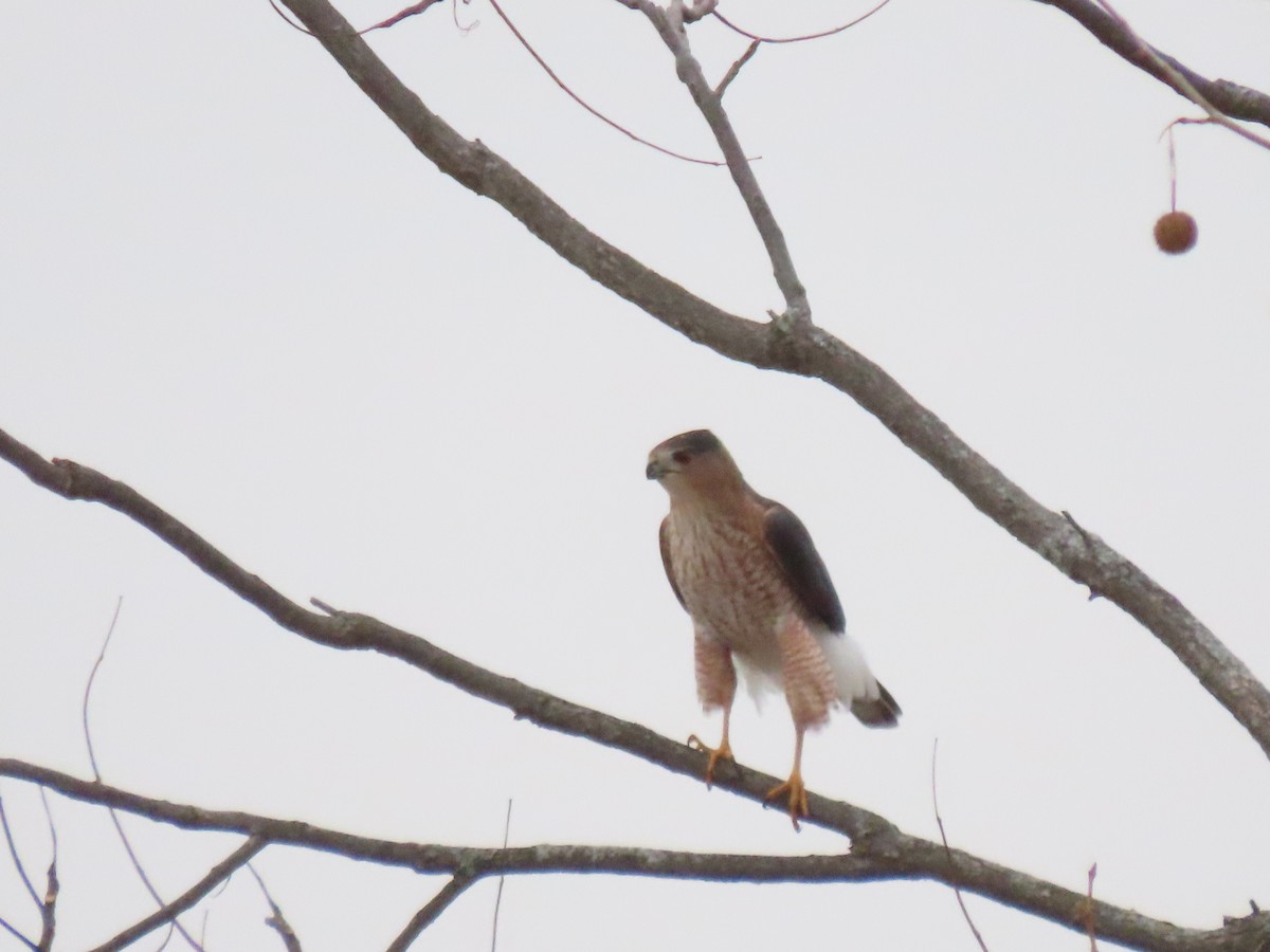Cooper's Hawk - ML646560458
