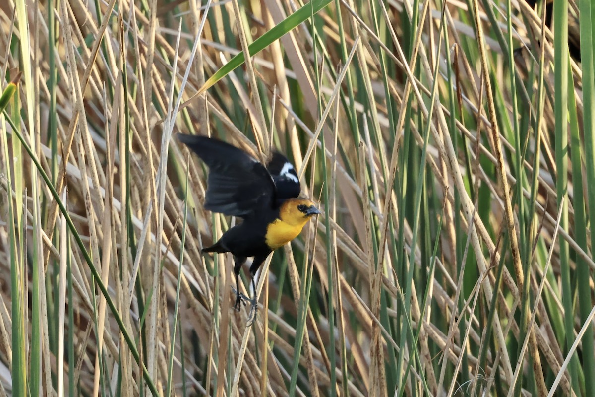 Yellow-headed Blackbird - ML646560461