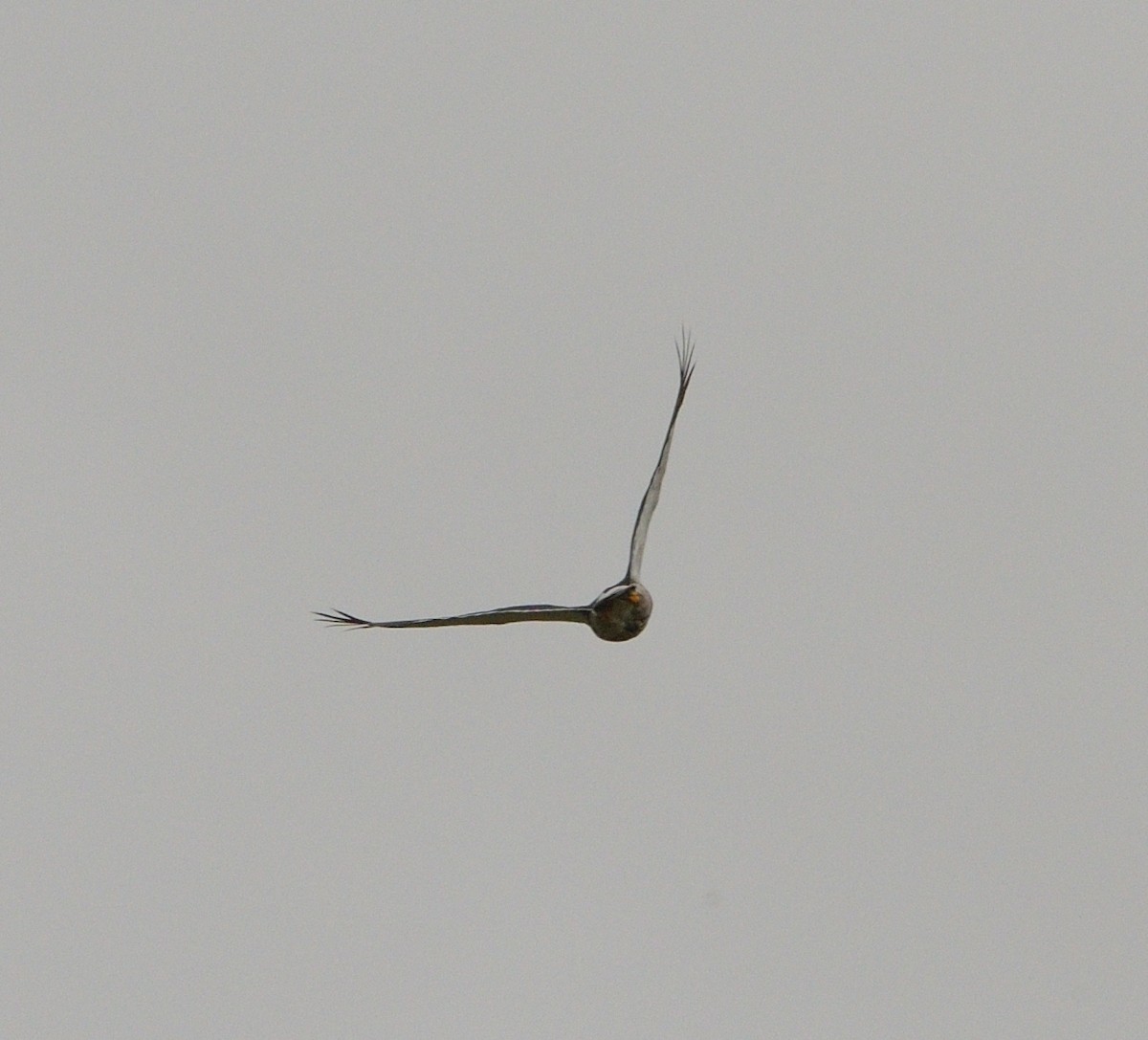 čimango andský - ML646560462