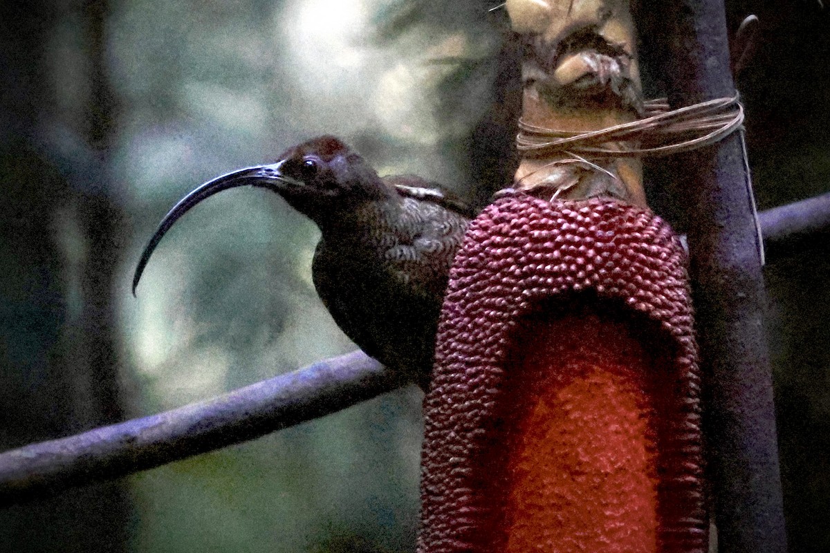 Black-billed Sicklebill - ML646560464