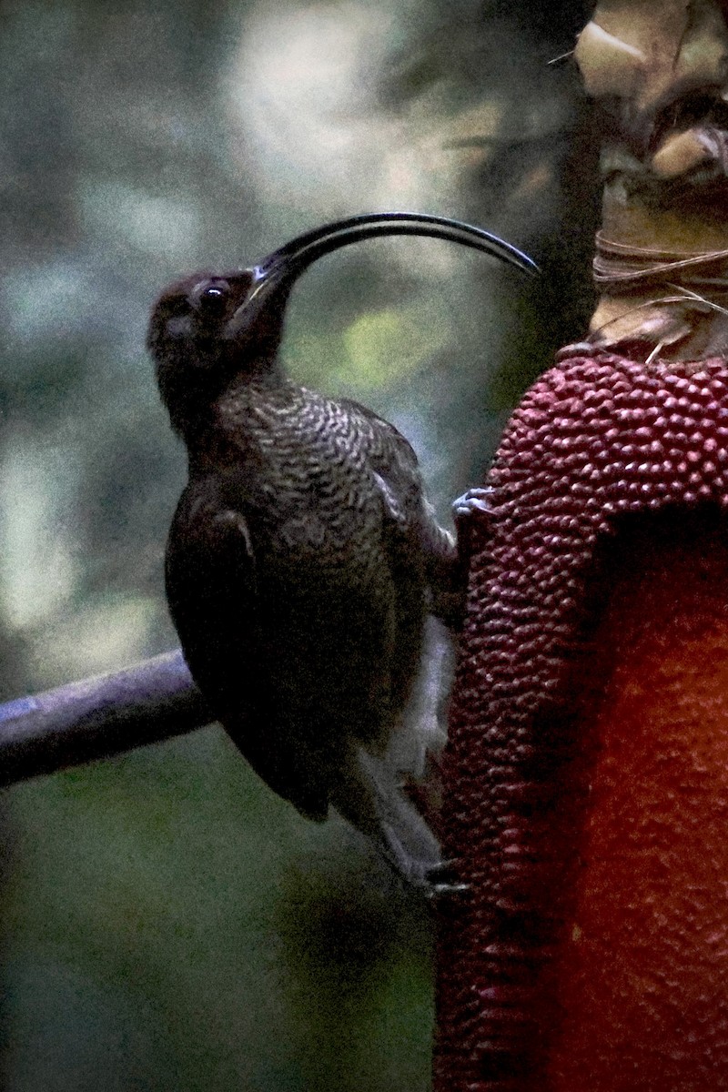 Black-billed Sicklebill - ML646560465