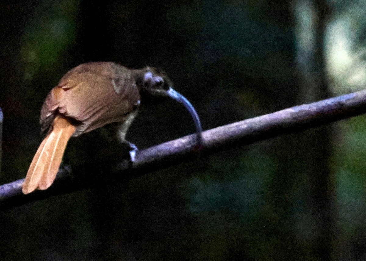Black-billed Sicklebill - ML646560466