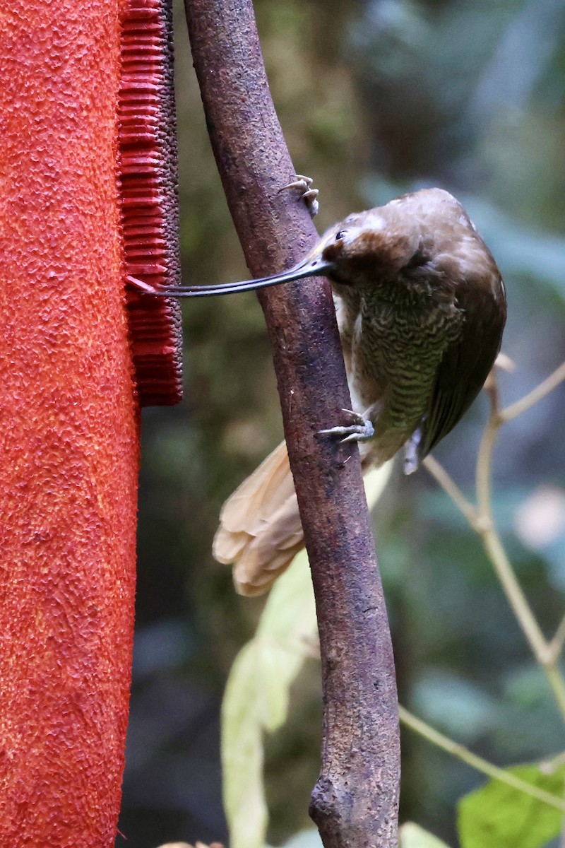 Black-billed Sicklebill - ML646560467