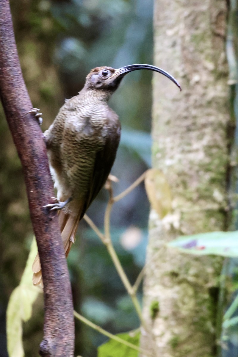 Black-billed Sicklebill - ML646560468