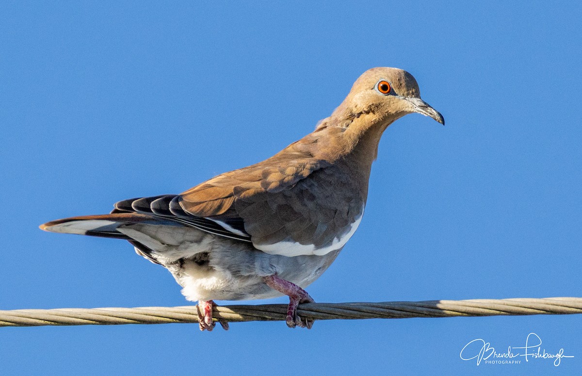 White-winged Dove - ML646560471