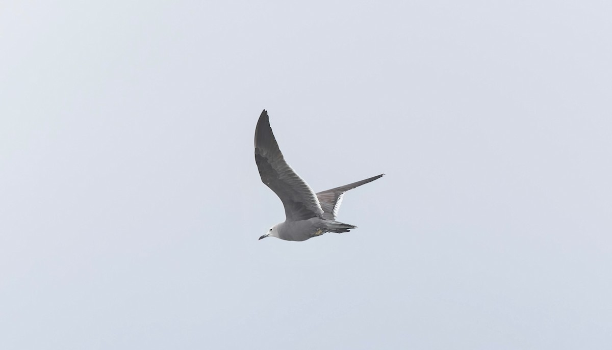 racek tmavý - ML646560472