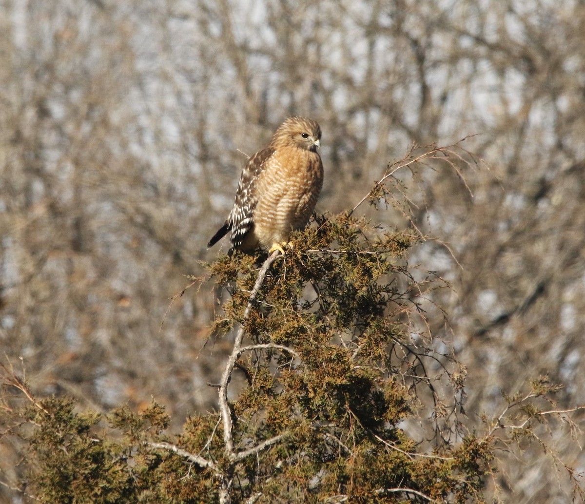 Red-shouldered Hawk - ML646560473