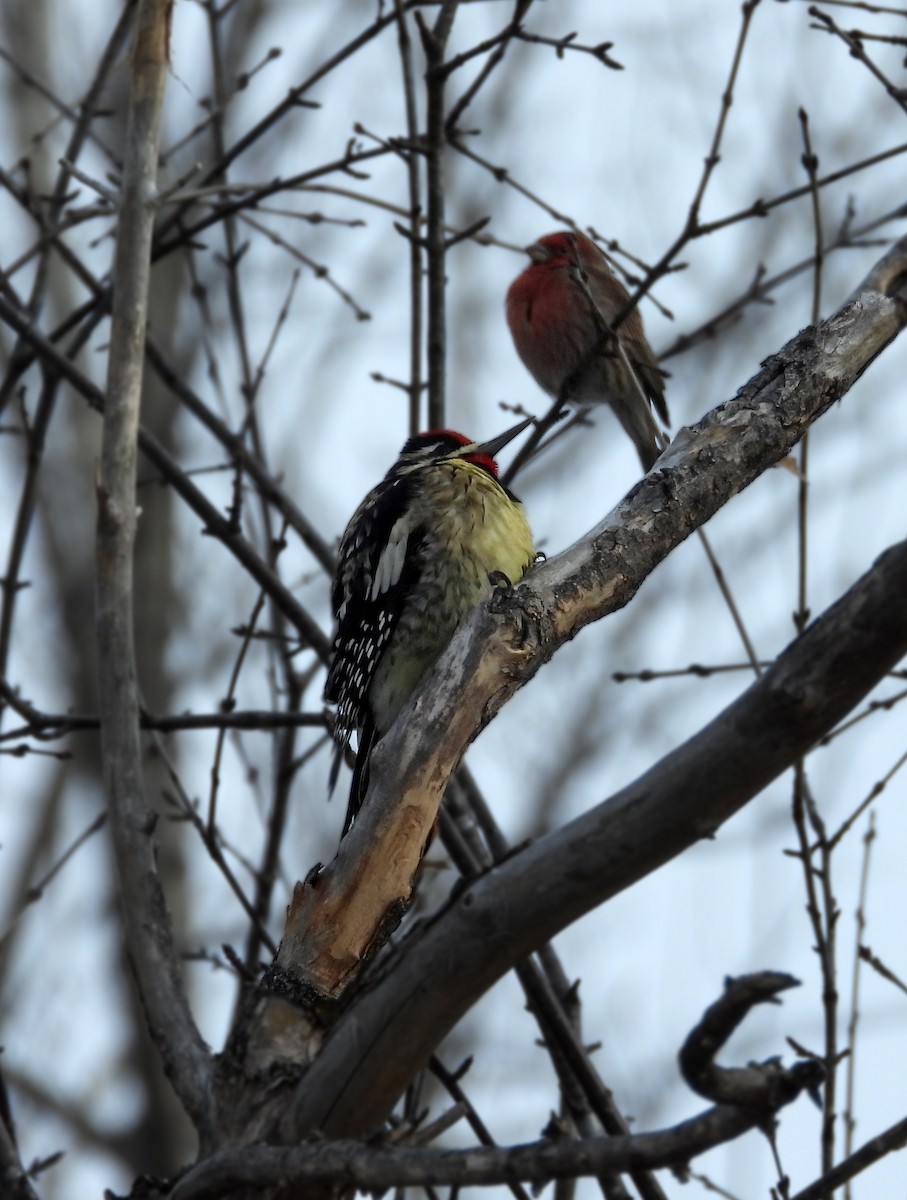 Chupasavia Norteño - ML646560474