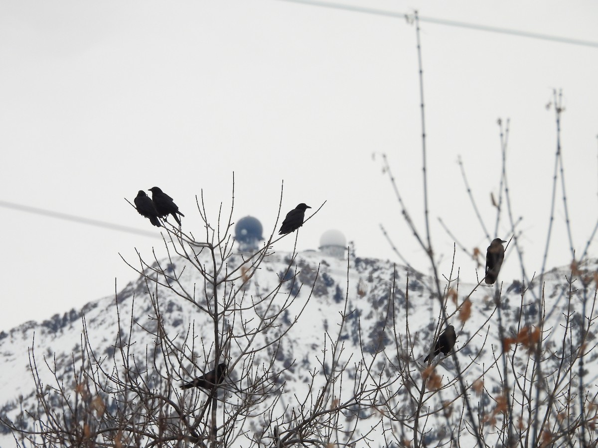 Amerikakrähe - ML646560476