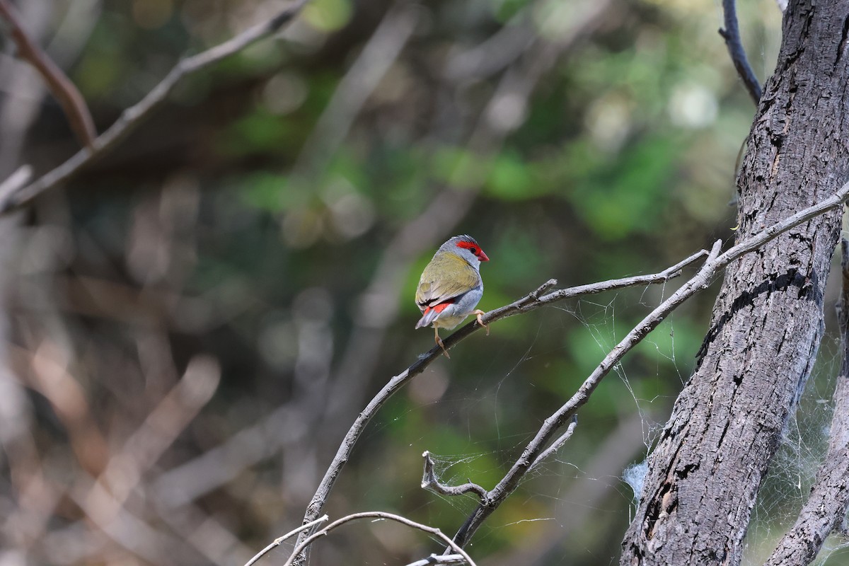 Red-browed Firetail - ML646560481