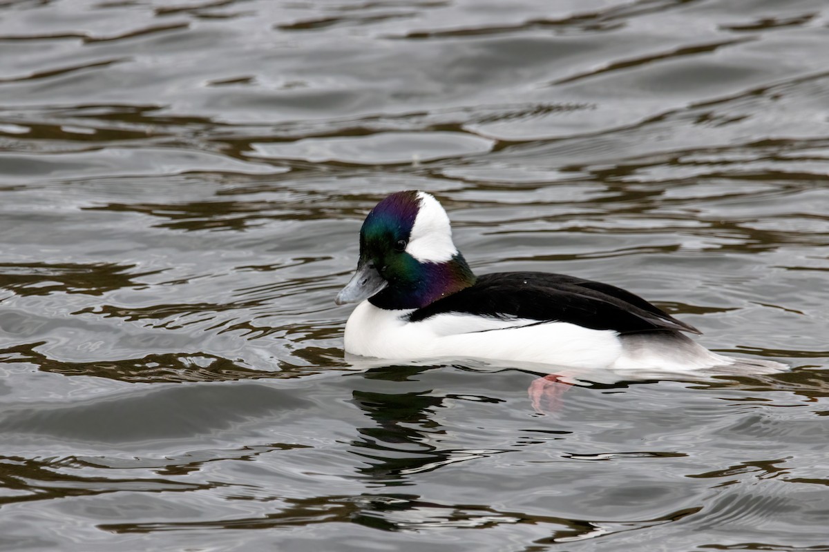 hohol bělavý - ML646560484