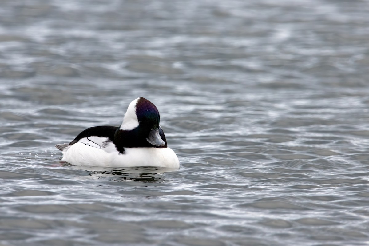 hohol bělavý - ML646560485