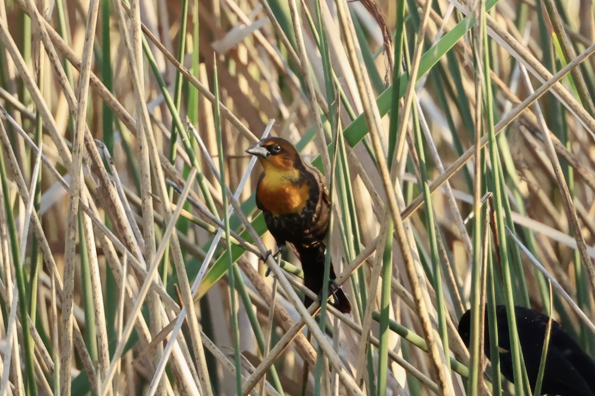 Yellow-headed Blackbird - ML646560486