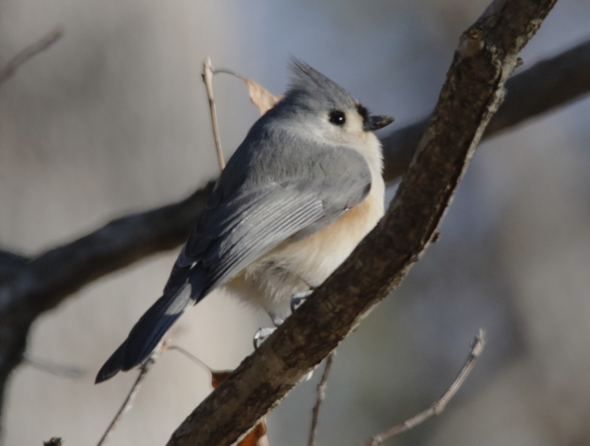 Американская гренадерка - ML646560488